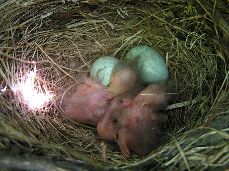 Chicks - Day 2, 3.00 PM