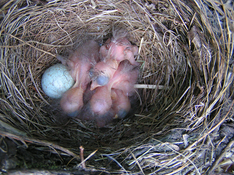 Chicks - Day 2, 7.45 PM