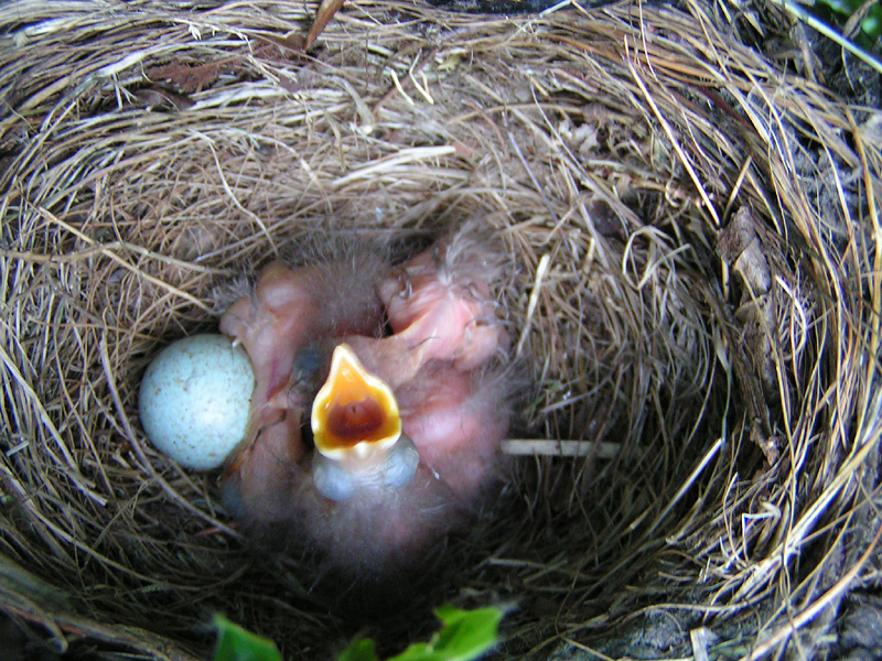 Chicks - Day 2, 7.54 PM