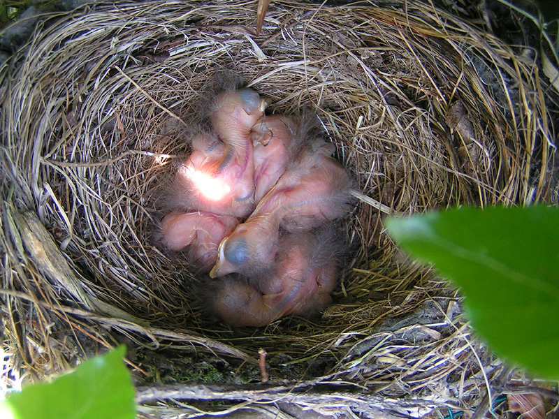 Blackbird chicks - Day 3