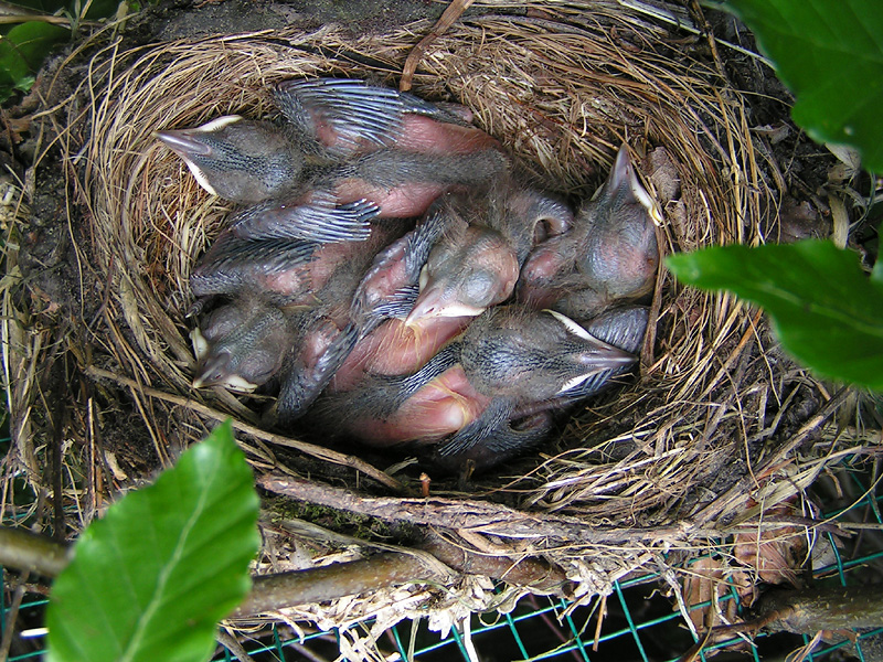 Blackbird chicks - Day 7