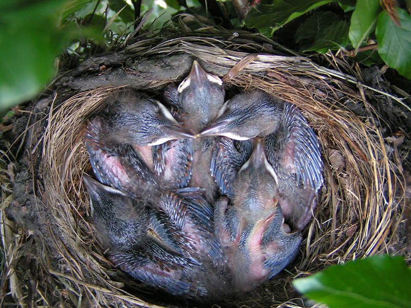 Blackbird chicks - Day 8