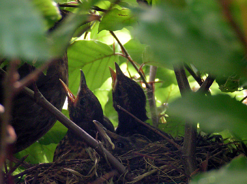 Blackbird chicks - Day 14