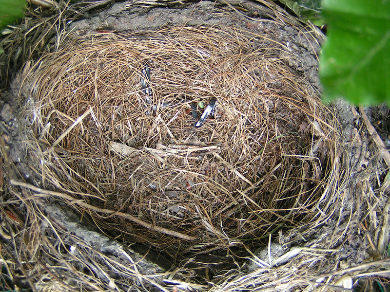 Day 15, empty nest