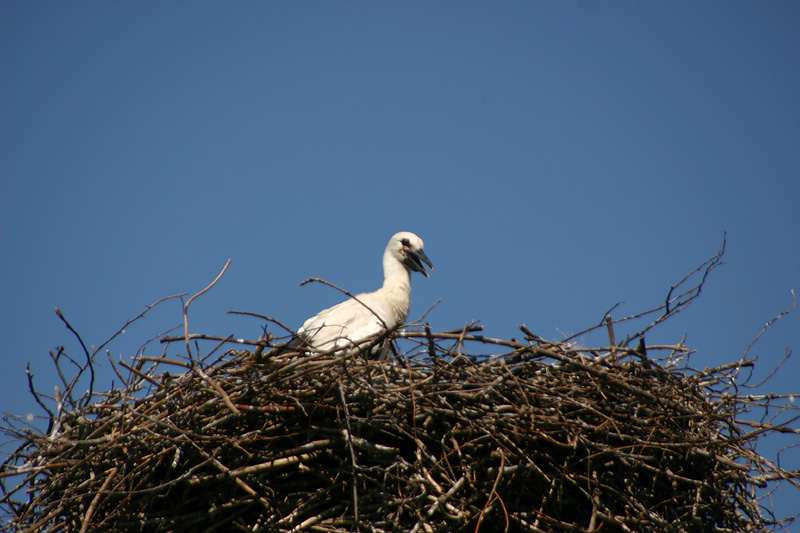 Stork chick