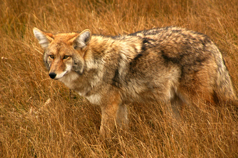 Coyote