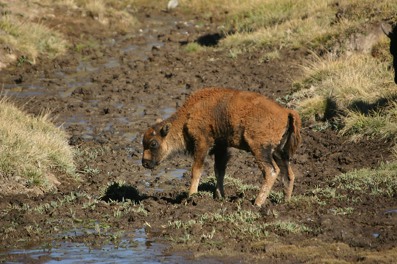 Bison calf