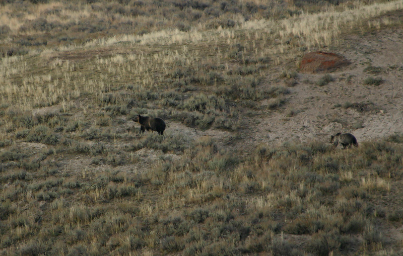 Sow and cub - Hayden Valley