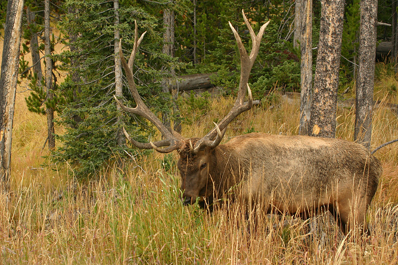 Bull elk