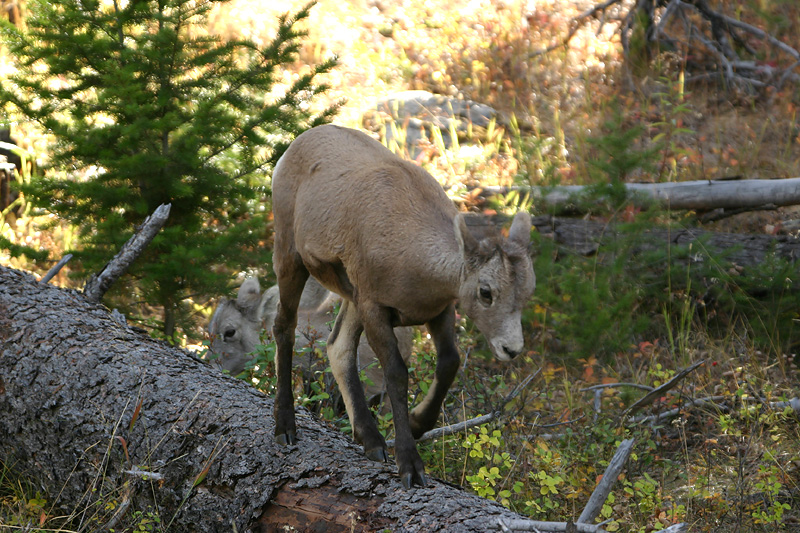 Bighorn Sheep