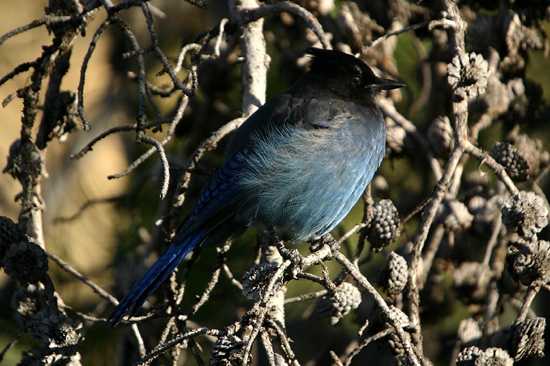 Stellers Jay