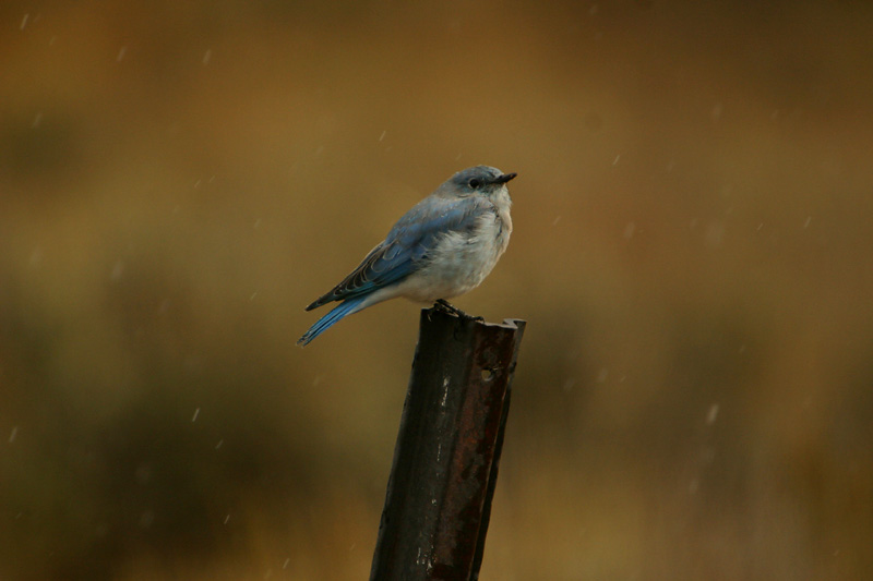 Mountain Bluebird