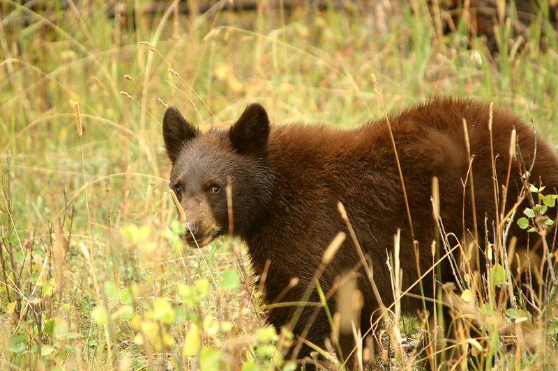 Black bear cub