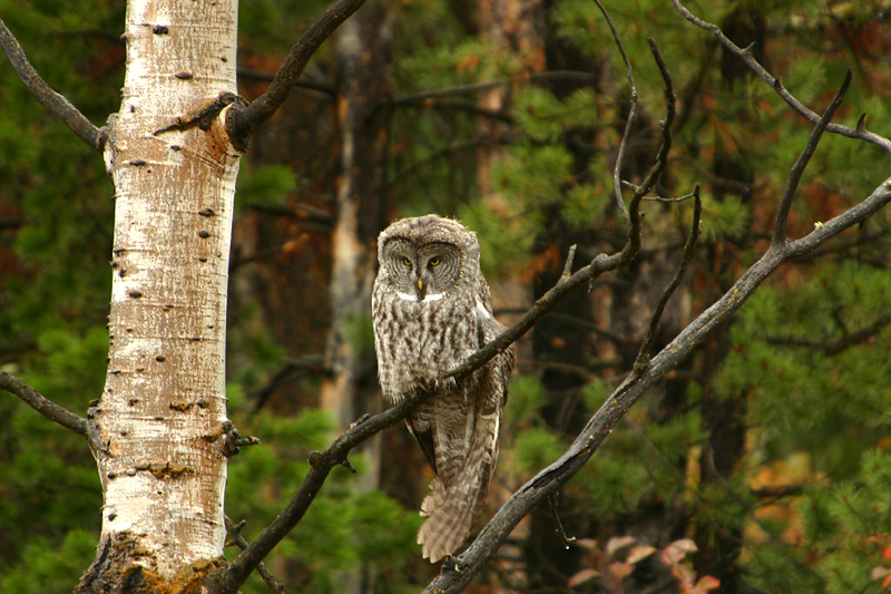 Great Gray Owl