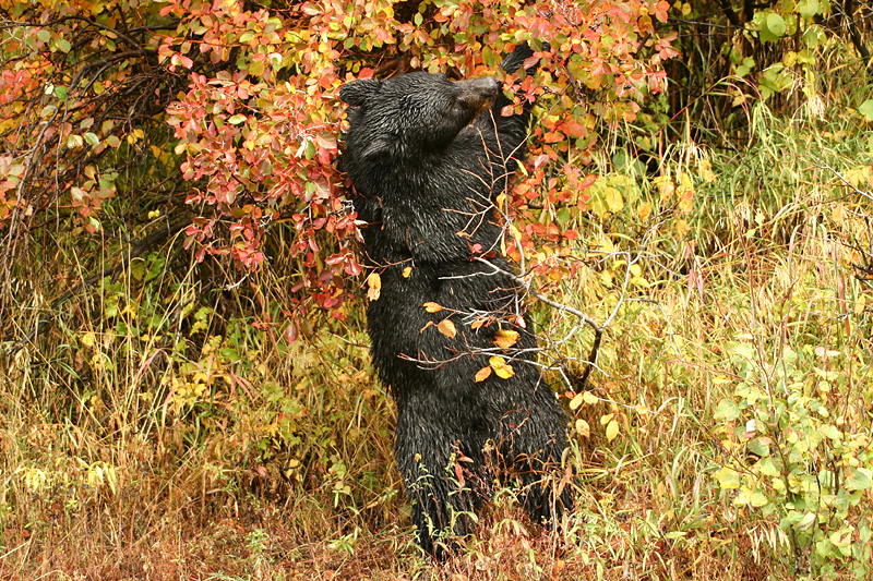 Mom black bear