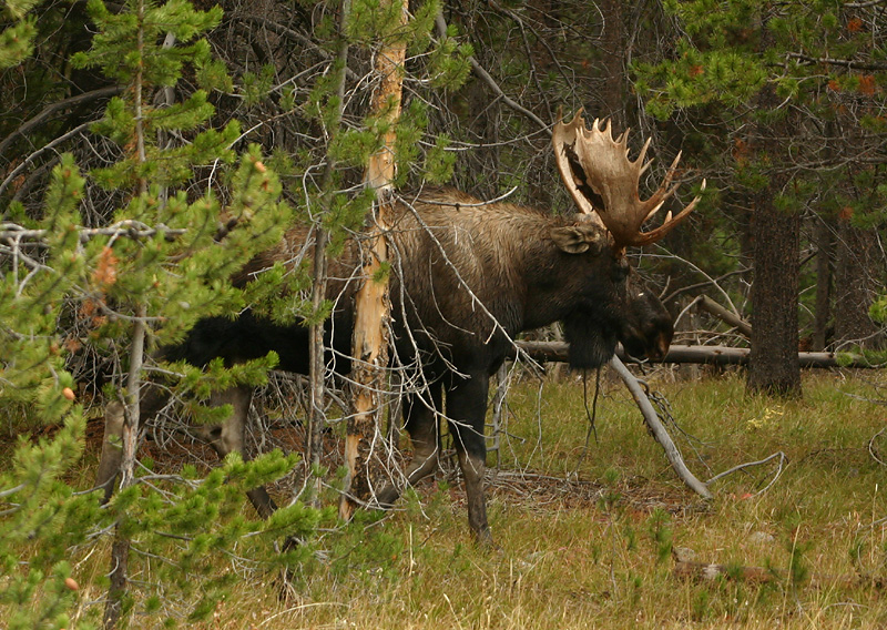 Bull moose