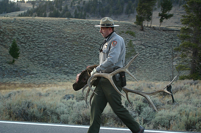 Removal of antlers close to the road by Park Ranger