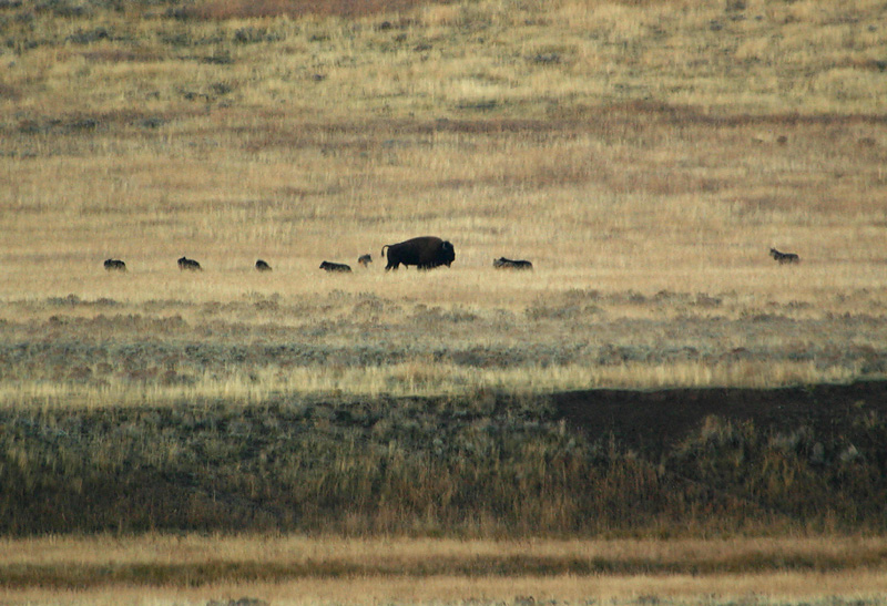 Wolves sniffing bison