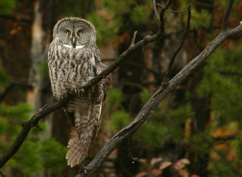Great Gray Owl