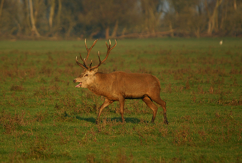 Bugling bull