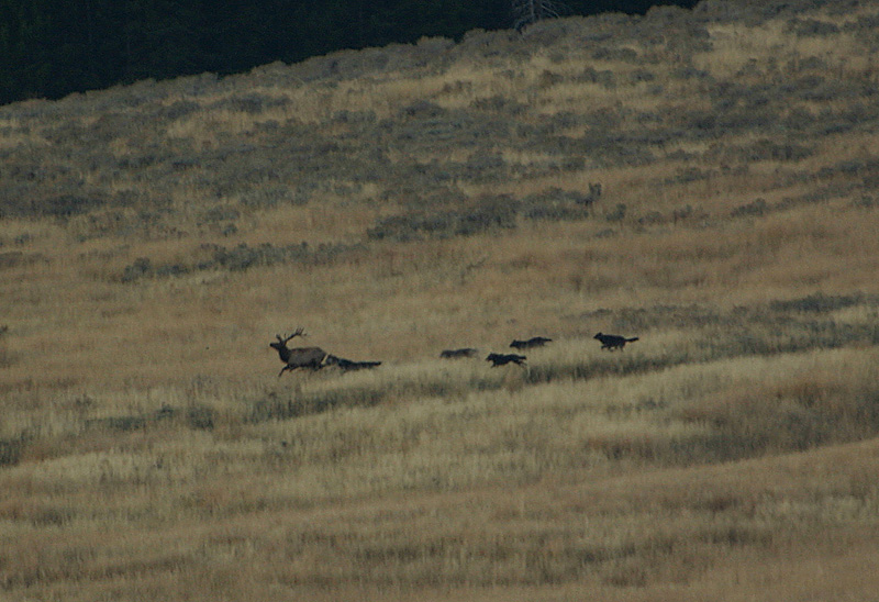 Wolves chasing bull elk