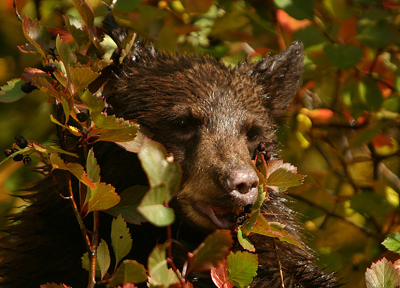 Black bear cub