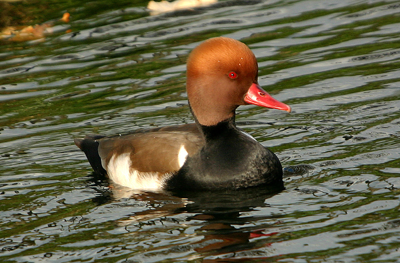 Red-Crested Pochard - male