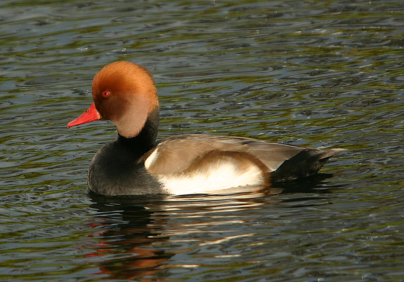 Red-Crested Pochard - male