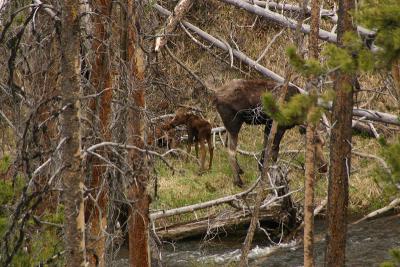 Moose with calf