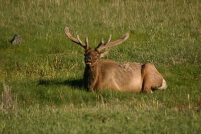 Elk