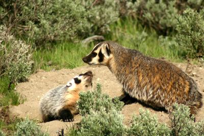 Badger with baby