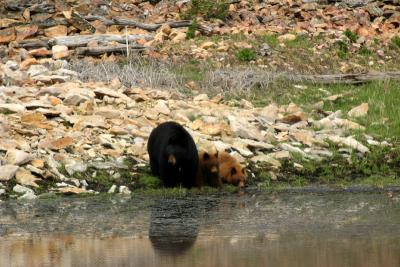Bears at Floating Island Lake