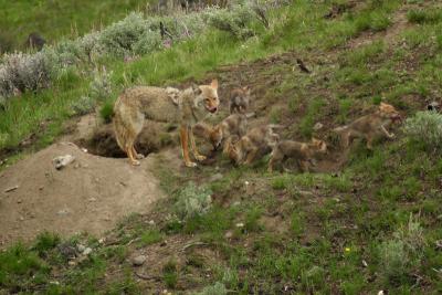 Coyote with pups