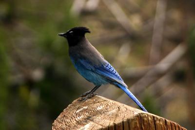 Stellars Jay