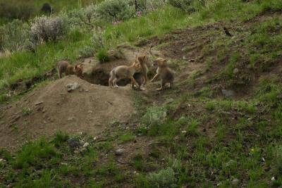 Coyote with pups