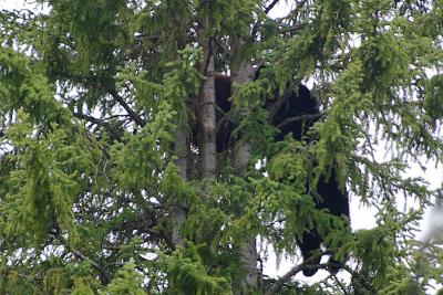Mom and cub in tree