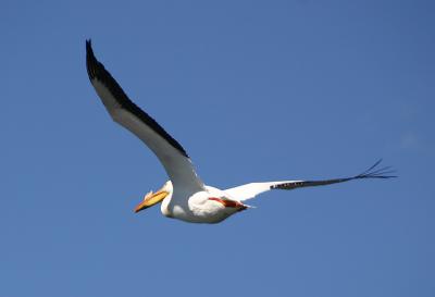 Pelican