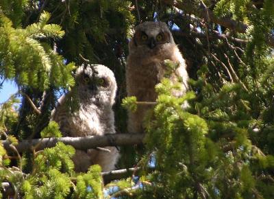 Great Horned Owlets