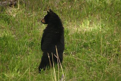 Curious bear cub