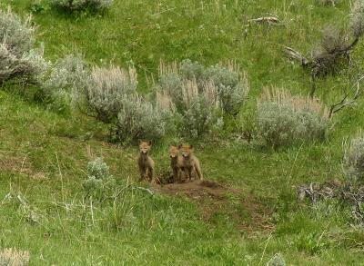 Coyote pups