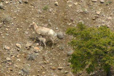 Bighorn sheep with baby
