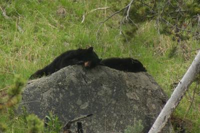 Rosie and cub taking a nap