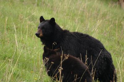 Rosie and cub