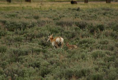 Pronghorn with baby