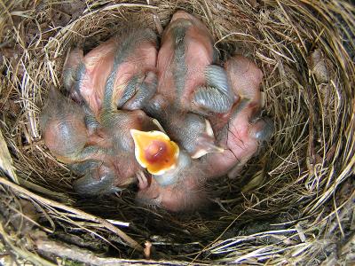 Blackbird chicks - Day 5