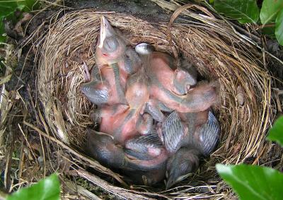 Blackbird chicks - Day 6