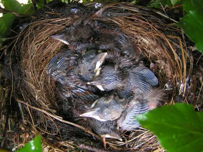 Blackbird chicks - Day 9