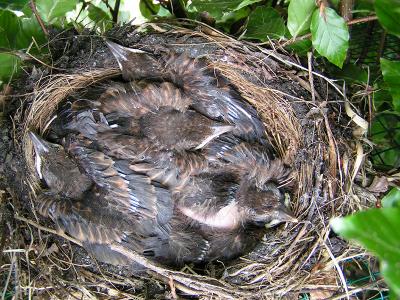 Blackbird chicks - Day 11