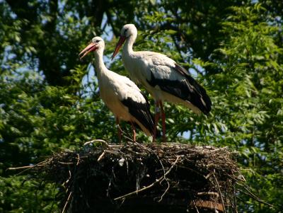 Stork pair