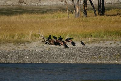 Elk carcass